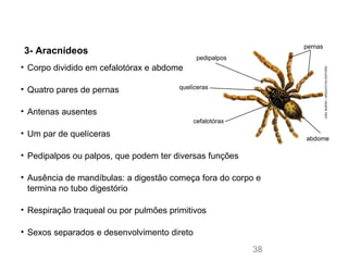 3- Aracnídeos
• Corpo dividido em cefalotórax e abdome
• Quatro pares de pernas
• Antenas ausentes
• Um par de quelíceras
• Pedipalpos ou palpos, que podem ter diversas funções
• Ausência de mandíbulas: a digestão começa fora do corpo e
termina no tubo digestório
• Respiração traqueal ou por pulmões primitivos
• Sexos separados e desenvolvimento direto
quelíceras
pedipalpos
pernas
cefalotórax
abdome
JOELBUENO/ARQUIVODAEDITORA
38
 