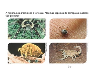 A maioria dos aracnídeos é terrestre. Algumas espécies de carrapatos e ácaros
são parasitas.
FABIOCOLOMBINI/ACERVODOFOTÓGRAFOK.H.KJELDSEN/SCIENCEPHOTO
LIBRARY/LATINSTOCK
IVANSAZIMA/REFLEXOFABIOCOLOMBINI/ACERVODOFOTÓGRAFO
39
 