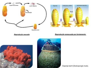 Esponja barril (Xestospongia muta).
 