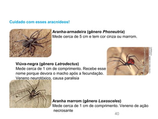 Cuidado com esses aracnídeos!
Aranha marrom (gênero Loxosceles)
Mede cerca de 1 cm de comprimento. Veneno de ação
necrosante
Viúva-negra (gênero Latrodectus)
Mede cerca de 1 cm de comprimento. Recebe esse
nome porque devora o macho após a fecundação.
Veneno neurotóxico, causa paralisia
Aranha-armadeira (gênero Phoneutria)
Mede cerca de 5 cm e tem cor cinza ou marrom.
FOTOS:FABIOCOLOMBINI/ACERVODO
FOTÓGRAFO
40
 