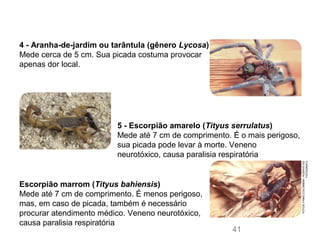 4 - Aranha-de-jardim ou tarântula (gênero Lycosa)
Mede cerca de 5 cm. Sua picada costuma provocar
apenas dor local.
Escorpião marrom (Tityus bahiensis)
Mede até 7 cm de comprimento. É menos perigoso,
mas, em caso de picada, também é necessário
procurar atendimento médico. Veneno neurotóxico,
causa paralisia respiratória
5 - Escorpião amarelo (Tityus serrulatus)
Mede até 7 cm de comprimento. É o mais perigoso,
sua picada pode levar à morte. Veneno
neurotóxico, causa paralisia respiratória
FOTOS:FABIOCOLOMBINI/ACERVODO
FOTÓGRAFO
41
 