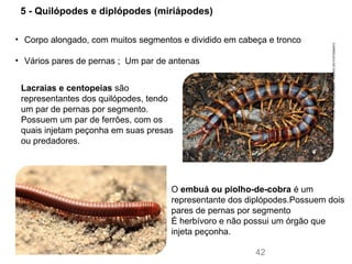 Lacraias e centopeias são
representantes dos quilópodes, tendo
um par de pernas por segmento.
Possuem um par de ferrões, com os
quais injetam peçonha em suas presas
ou predadores.
O embuá ou piolho-de-cobra é um
representante dos diplópodes.Possuem dois
pares de pernas por segmento
É herbívoro e não possui um órgão que
injeta peçonha.
FOTOS:FABIOCOLOMBINI/ACERVODOFOTÓGRAFO
42
• Corpo alongado, com muitos segmentos e dividido em cabeça e tronco
• Vários pares de pernas ; Um par de antenas
5 - Quilópodes e diplópodes (miriápodes)
 