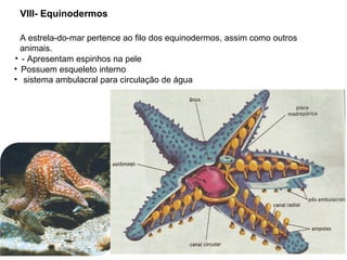 VIII- Equinodermos
A estrela-do-mar pertence ao filo dos equinodermos, assim como outros
animais.
• - Apresentam espinhos na pele
• Possuem esqueleto interno
• sistema ambulacral para circulação de água
43
 