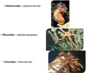 • Holoturoides – pepinos-do-mar
• Ofiuroides – estrelas-serpentes
• Crinoides – lírios-do-mar
 