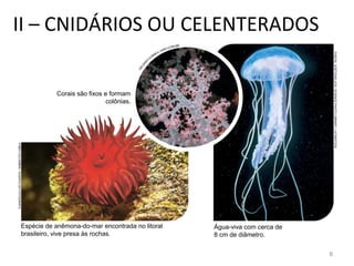 Corais são fixos e formam
colônias.
Espécie de anêmona-do-mar encontrada no litoral
brasileiro, vive presa às rochas.
Água-viva com cerca de
8 cm de diâmetro.
PASCALGOETGHELUCK/SCIENCEPHOTOLIBRARY/LATINSTOCK
FABIOCOLOMBINI/ACERVODOFOTÓGRAFO
II – CNIDÁRIOS OU CELENTERADOS
6
 