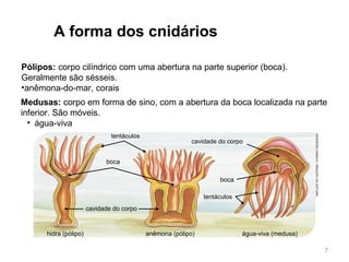 Medusas: corpo em forma de sino, com a abertura da boca localizada na parte
inferior. São móveis.
• água-viva
A forma dos cnidários
Pólipos: corpo cilíndrico com uma abertura na parte superior (boca).
Geralmente são sésseis.
•anêmona-do-mar, corais
tentáculos
boca
cavidade do corpo
hidra (pólipo) anêmona (pólipo)
cavidade do corpo
boca
tentáculos
água-viva (medusa)
INGEBORGASBACH/ARQUIVODAEDITORA
7
 
