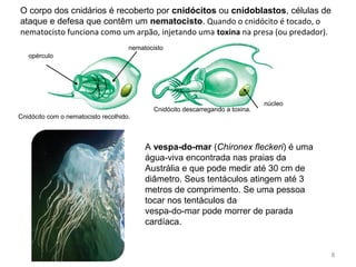 O corpo dos cnidários é recoberto por cnidócitos ou cnidoblastos, células de
ataque e defesa que contêm um nematocisto. Quando o cnidócito é tocado, o
nematocisto funciona como um arpão, injetando uma toxina na presa (ou predador).
nematocisto
núcleo
opérculo
Cnidócito com o nematocisto recolhido.
Cnidócito descarregando a toxina.
8
A vespa-do-mar (Chironex fleckeri) é uma
água-viva encontrada nas praias da
Austrália e que pode medir até 30 cm de
diâmetro. Seus tentáculos atingem até 3
metros de comprimento. Se uma pessoa
tocar nos tentáculos da
vespa-do-mar pode morrer de parada
cardíaca.
 