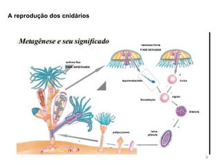 A reprodução dos cnidários
9
 