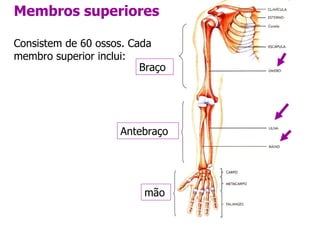 Membros superiores Consistem de 60 ossos. Cada membro superior inclui: Braço Antebraço mão 