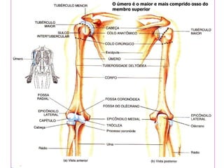 O úmero é o maior e mais comprido osso do membro superior 