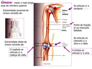 Úmero:   maior e mais longo osso do membro superior Se articula c/ a escápula  Slide 7 Se articula no cotovelo c/ a úlna e o rádio Extremidade proximal do úmero consiste de:  Extremidade distal do úmero consiste de:  Ponto de fixação p/ os músculos deltóide O capitulo se articula c/ a cabeça do rádio A tróclea se articula c/ a ulna 