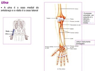 Ulna A ulna é o osso medial do antebraço e o rádio é o osso lateral O processo coronóide , em conjunto c/ o olécrano , recebe a tróclea Slide 13 (stilus=  instrumento pontiagudo) 