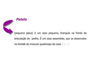 Patela (pequena placa) é um osso pequeno, triangula na frente da articulação do  joelho. É um osso sesamóide, que se desenvolve no tendaõ do músculo quadríceps da coxa Slide 19 