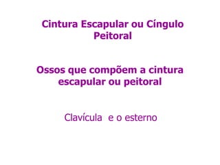 Cintura Escapular ou Cíngulo Peitoral Ossos que compõem a cintura escapular ou peitoral Clavícula  e o esterno 