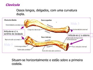 Articula-se c/ o acrômio da escápula Articula-se c/ o esterno Slide 3 Slide 5 Clavícula Ossos longos, delgados, com uma curvatura dupla.  Situam-se horizontalmente e estão sobre a primeira costela.  
