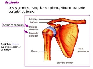 Escápula Ossos grandes, triangulares e planos, situados na parte posterior do tórax. Espinha-   Slide 6 superfície posterior do  corpo . Se fixa os músculos 