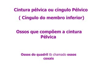 Cintura pélvica ou cíngulo Pélvico  ( Cíngulo do membro inferior) Ossos que compõem a cintura Pélvica  Ossos do quadril  tb chamado  ossos coxais 