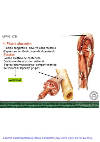 UFMG- ICB
UFMG-

4. Fáscia Muscular:
-Tecido conjuntivo- envolve cada músculo
-Espessura variável- depende do músculo
-Funções:
 Bainha elástica de contenção
 Deslizamento muscular entre si
 Septos intermusculares- compartimentos
 musculares: separam grupos



      Membros




                                                                                 Ana Paula de Sousa Paixão
                                                                                             Fisioterapêuta




Easy PDF Creator is professional software to create PDF. If you wish to remove this line, buy it now.
 