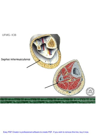 UFMG- ICB
UFMG-




Septos intermusculares




                                                                                  Ana Paula de Sousa Paixão
                                                                                              Fisioterapêuta




 Easy PDF Creator is professional software to create PDF. If you wish to remove this line, buy it now.
 