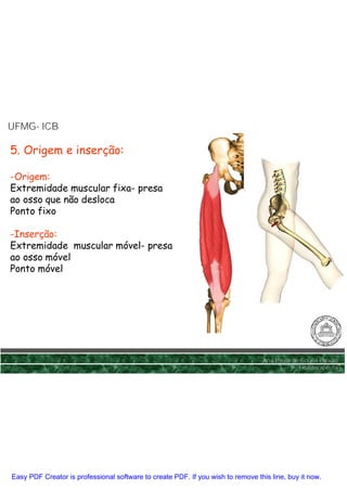UFMG- ICB
UFMG-

5. Origem e inserção:

-Origem:
Extremidade muscular fixa- presa
ao osso que não desloca
Ponto fixo

-Inserção:
Extremidade muscular móvel- presa
ao osso móvel
Ponto móvel




                                                                                 Ana Paula de Sousa Paixão
                                                                                             Fisioterapêuta




Easy PDF Creator is professional software to create PDF. If you wish to remove this line, buy it now.
 