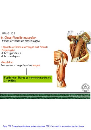 UFMG- ICB
UFMG-
6. Classificação muscular:
-Vários critérios de classificação

ü Quanto a forma e arranjos das fibras:
 Disposição:
-Fibras paralelas
-Fibras oblíquas

-Paralelas:
Predomina o comprimento- longos



  Fusiforme- fibras se convergem para os
  2 tendões




                                                                                  Ana Paula de Sousa Paixão
                                                                                              Fisioterapêuta




 Easy PDF Creator is professional software to create PDF. If you wish to remove this line, buy it now.
 