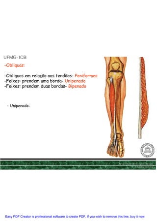 UFMG- ICB
UFMG-
-Obliquas:

-Obliquas em relação aos tendões- Peniformes
-Feixes: prendem uma borda- Unipenado
-Feixes: prendem duas bordas- Bipenado



 - Unipenado:




                                                                                 Ana Paula de Sousa Paixão
                                                                                             Fisioterapêuta




Easy PDF Creator is professional software to create PDF. If you wish to remove this line, buy it now.
 