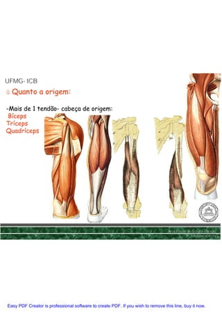 UFMG- ICB
UFMG-
ü Quanto a origem:

-Mais de 1 tendão- cabeça de origem:
 Bíceps
Tríceps
Quadríceps




                                                                                 Ana Paula de Sousa Paixão
                                                                                             Fisioterapêuta




Easy PDF Creator is professional software to create PDF. If you wish to remove this line, buy it now.
 