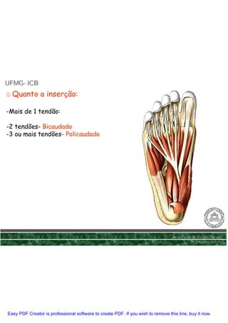 UFMG- ICB
UFMG-
ü Quanto a inserção:

-Mais de 1 tendão:

-2 tendões- Bicaudado
-3 ou mais tendões- Policaudado




                                                                                 Ana Paula de Sousa Paixão
                                                                                             Fisioterapêuta




Easy PDF Creator is professional software to create PDF. If you wish to remove this line, buy it now.
 