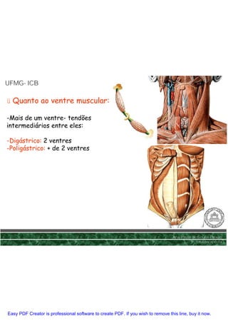UFMG- ICB
UFMG-

ü Quanto ao ventre muscular:

-Mais de um ventre- tendões
intermediários entre eles:

-Digástrico: 2 ventres
-Poligástrico: + de 2 ventres




                                                                                 Ana Paula de Sousa Paixão
                                                                                             Fisioterapêuta




Easy PDF Creator is professional software to create PDF. If you wish to remove this line, buy it now.
 
