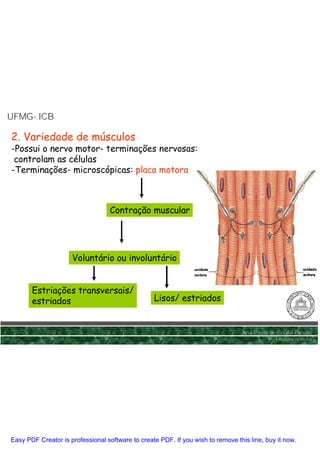 UFMG- ICB
UFMG-

2. Variedade de músculos
-Possui o nervo motor- terminações nervosas:
 controlam as células
-Terminações- microscópicas: placa motora



                                   Contração muscular




                     Voluntário ou involuntário


       Estriações transversais/
       estriados                                  Lisos/ estriados


                                                                                 Ana Paula de Sousa Paixão
                                                                                             Fisioterapêuta




Easy PDF Creator is professional software to create PDF. If you wish to remove this line, buy it now.
 