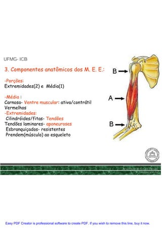 UFMG- ICB
UFMG-

3. Componentes anatômicos dos M. E. E.:

-Porções:
Extremidades(2) e Média(1)

-Média :
Carnosa- Ventre muscular: ativa/contrátil
Vermelhos
-Extremidades:
 Cilindróides/fitas- Tendões
Tendões laminares- aponeuroses
 Esbranquiçados- resistentes
 Prendem(músculo) ao esqueleto




                                                                                 Ana Paula de Sousa Paixão
                                                                                             Fisioterapêuta




Easy PDF Creator is professional software to create PDF. If you wish to remove this line, buy it now.
 