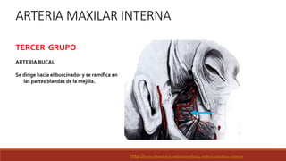 ARTERIA MAXILAR INTERNA
TERCER GRUPO
ARTERIA BUCAL
Se dirige hacia el buccinador y se ramifica en
las partes blandas de la mejilla.
http://www.slideshare.net/odontofco/4-arteria-carotida-externa
 