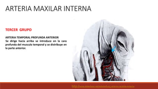 ARTERIA MAXILAR INTERNA
TERCER GRUPO
ARTERIA TEMPORAL PROFUNDA ANTERIOR
Se dirige hacia arriba se introduce en la cara
profunda del musculo temporal y se distribuye en
la parte anterior.
http://www.slideshare.net/odontofco/4-arteria-carotida-externa
 