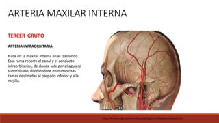 ARTERIA MAXILAR INTERNA
TERCER GRUPO
ARTERIA INFRAORBITARIA
Nace en la maxilar interna en el trasfondo.
Esta rama recorre el canal y el conducto
infraorbitarios, de donde sale por el agujero
suborbitario, dividiéndose en numerosas
ramas destinadas al parpado inferior y a la
mejilla.
http://#www.iqb.es/neurologia/atlas/carotida/carotida02.htm
 
