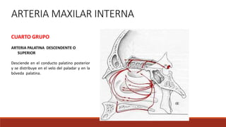 ARTERIA MAXILAR INTERNA
CUARTO GRUPO
ARTERIA PALATINA DESCENDENTE O
SUPERIOR
Desciende en el conducto palatino posterior
y se distribuye en el velo del paladar y en la
bóveda palatina.
 