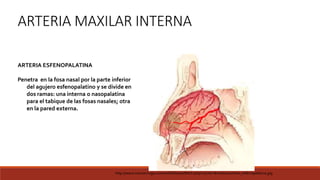 ARTERIA MAXILAR INTERNA
ARTERIA ESFENOPALATINA
Penetra en la fosa nasal por la parte inferior
del agujero esfenopalatino y se divide en
dos ramas: una interna o nasopalatina
para el tabique de las fosas nasales; otra
en la pared externa.
http://www.neurocirugia.com/wiki/lib/exe/fetch.php?cache=&media=arteria_esfenopalatina.jpg
 