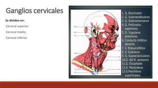 Se dividen en:
Cervical superior.
Cervical medio.
Cervical inferior.
Ganglios cervicales
 