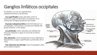 Se dividen a su vez en superficiales,
subaponeuróticos y profundos.
Los superficiales están ubicados entre la
inserción superior del ECM y el trapecio en el
vértice del triángulo posterior del cuello.
El grupo subaponeurótico está formado por un
solo ganglio, inconstante y situado por debajo del
grupo anterior o más abajo.
Los profundos están ubicados por debajo del
músculo esplenio y sigue el curso de la arteria
occipital.
Vías aferentes: zona occipital del cuero cabelludo y
tegumentos y capas superficiales y profundas de la
nuca.
Vías eferentes de drenaje: hacia los ganglios altos
de la cadena espinal.
Ganglios linfáticos occipitales
 
