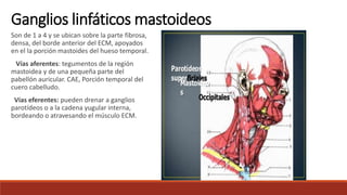 Son de 1 a 4 y se ubican sobre la parte fibrosa,
densa, del borde anterior del ECM, apoyados
en el la porción mastoides del hueso temporal.
Vías aferentes: tegumentos de la región
mastoidea y de una pequeña parte del
pabellón auricular. CAE, Porción temporal del
cuero cabelludo.
Vías eferentes: pueden drenar a ganglios
parotídeos o a la cadena yugular interna,
bordeando o atravesando el músculo ECM.
Ganglios linfáticos mastoideos
 