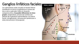 Los submaxilares están situados en borde inferior
mandibular en torno a la glándula en número de
tres a seis a cada lado. Están en situación
subaponeurótica. Se pueden diferenciar en cinco
grupos: preglandular, prevascular (ambos por
delante de la glándula submandibular y la arteria
facial), retroglandular, retrovascular (posteriores a
estas estructuras) e intracapsular.
Ganglios linfáticos faciales
 