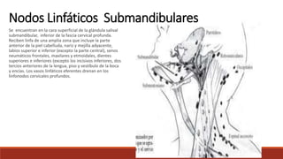Se encuentran en la cara superficial de la glándula salival
submandibular, inferior de la fascia cervical profunda.
Reciben linfa de una amplia zona que incluye la parte
anterior de la piel cabelluda, nariz y mejilla adyacente,
labios superior e inferior (excepto la parte central), senos
neumáticos frontales, maxilares y etmoidales, dientes
superiores e inferiores (excepto los incisivos inferiores, dos
tercios anteriores de la lengua, piso y vestíbulo de la boca
y encías. Los vasos linfáticos eferentes drenan en los
linfonodos cervicales profundos.
Nodos Linfáticos Submandibulares
 