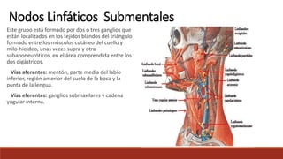 Este grupo está formado por dos o tres ganglios que
están localizados en los tejidos blandos del triángulo
formado entre los músculos cutáneo del cuello y
milo-hioideo, unas veces supra y otra
subaponeuróticos, en el área comprendida entre los
dos digástricos.
Vías aferentes: mentón, parte media del labio
inferior, región anterior del suelo de la boca y la
punta de la lengua.
Vías eferentes: ganglios submaxilares y cadena
yugular interna.
Nodos Linfáticos Submentales
 