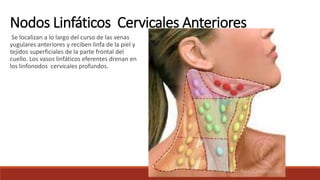 Se localizan a lo largo del curso de las venas
yugulares anteriores y reciben linfa de la piel y
tejidos superficiales de la parte frontal del
cuello. Los vasos linfáticos eferentes drenan en
los linfonodos cervicales profundos.
Nodos Linfáticos Cervicales Anteriores
 