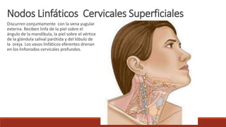 Discurren conjuntamente con la vena yugular
externa. Reciben linfa de la piel sobre el
ángulo de la mandíbula, la piel sobre el vértice
de la glándula salival parótida y del lóbulo de
la oreja. Los vasos linfáticos eferentes drenan
en los linfonodos cervicales profundos.
Nodos Linfáticos Cervicales Superficiales
 
