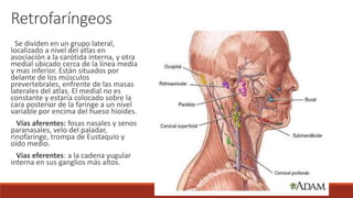 Se dividen en un grupo lateral,
localizado a nivel del atlas en
asociación a la carótida interna, y otra
medial ubicado cerca de la línea media
y mas inferior. Están situados por
delante de los músculos
prevertebrales, enfrente de las masas
laterales del atlas. El medial no es
constante y estaría colocado sobre la
cara posterior de la faringe a un nivel
variable por encima del hueso hioides.
Vías aferentes: fosas nasales y senos
paranasales, velo del paladar,
rinofaringe, trompa de Eustaquio y
oído medio.
Vías eferentes: a la cadena yugular
interna en sus ganglios más altos.
Retrofaríngeos
 
