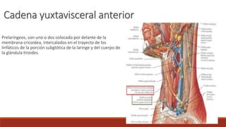 Prelaríngeos, son uno o dos colocado por delante de la
membrana cricoidea, intercalados en el trayecto de los
linfáticos de la porción subglótica de la laringe y del cuerpo de
la glándula tiroides.
Cadena yuxtavisceral anterior
 
