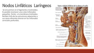 Se encuentran en el ligamento cricotiroideo.
Es posible reconocer uno o dos linfonodos
pequeños frente a la membrana tirohiodea.
Reciben linfa de las estructuras adyacentes y
sus vasos eferentes drenan en los linfonodos
cervicales profundos.
Nodos Linfáticos Laríngeos
 