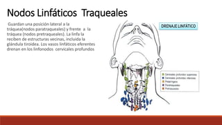 Guardan una posición lateral a la
tráquea(nodos paratraqueales) y frente a la
tráquea (nodos pretraqueales). La linfa la
reciben de estructuras vecinas, incluida la
glándula tiroidea. Los vasos linfáticos eferentes
drenan en los linfonodos cervicales profundos
Nodos Linfáticos Traqueales
 