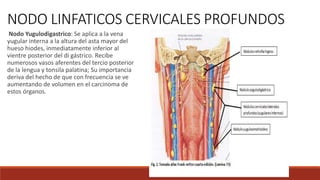 Nodo Yugulodigastrico: Se aplica a la vena
yugular interna a la altura del asta mayor del
hueso hiodes, inmediatamente inferior al
vientre posterior del di gástrico. Recibe
numerosos vasos aferentes del tercio posterior
de la lengua y tonsila palatina; Su importancia
deriva del hecho de que con frecuencia se ve
aumentando de volumen en el carcinoma de
estos órganos.
NODO LINFATICOS CERVICALES PROFUNDOS
 