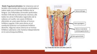 Nodo Yuguloomohiodeo: Se relaciona con el
tendón intermedio del musculo omohiodeo y
sobre todo con el drenaje linfático de la
lengua. Los linfonodos cervicales profundos
reciben linfa de las estructuras vecinas y de
todos los otros linfonodos regionales de la
cabeza y el cuello. Los vasos linfáticos
eferentes se unen para formar el tronco
linfático yugular. Este vaso drena en el
conducto torácico o el conducto linfático
derecho. Algunas veces drena en el tronco
linfático subclavio o de manera independiente
en la vena braquiocefálica.
 